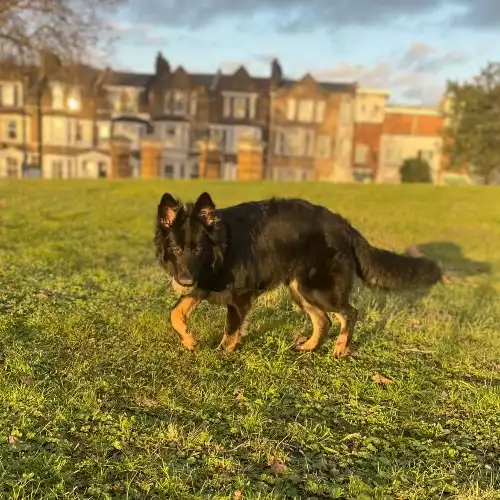 German Shepherd Dog For Adoption in London