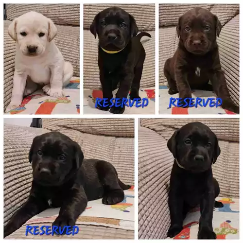 Labrador Retriever Dog For Sale in Radcliffe, Greater Manchester