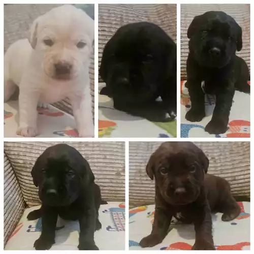 Labrador Retriever Dog For Sale in Radcliffe