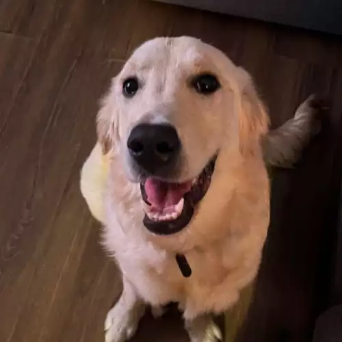 Golden Retriever Dog For Adoption in Nuneaton, Warwickshire