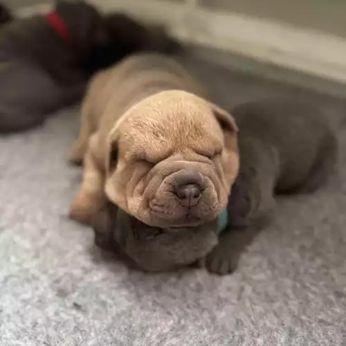 Shar Pei Dog For Sale in Barnsley, South Yorkshire