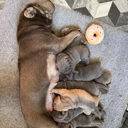 Shar Pei Dog For Sale in Barnsley, South Yorkshire