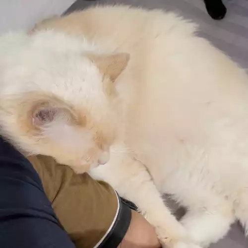 Ragdoll Cat For Adoption in Wembley Park, Greater London