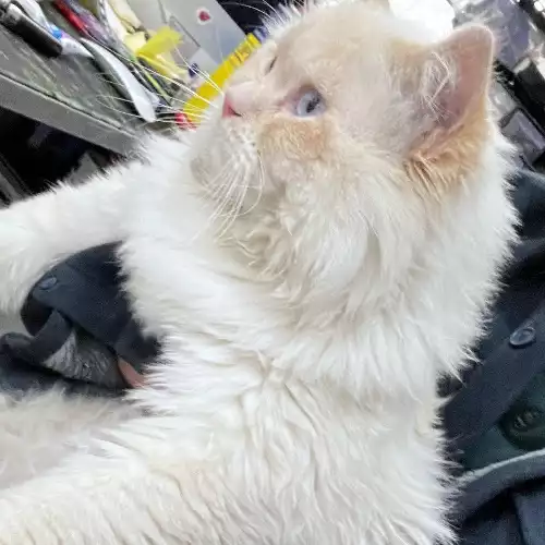 Ragdoll Cat For Adoption in Wembley Park, Greater London