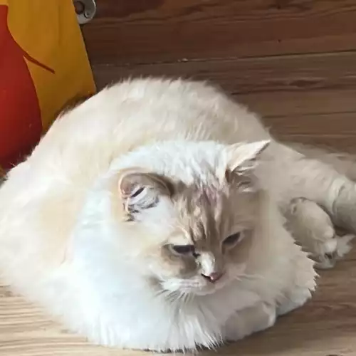 Ragdoll Cat For Adoption in Wembley Park, Greater London