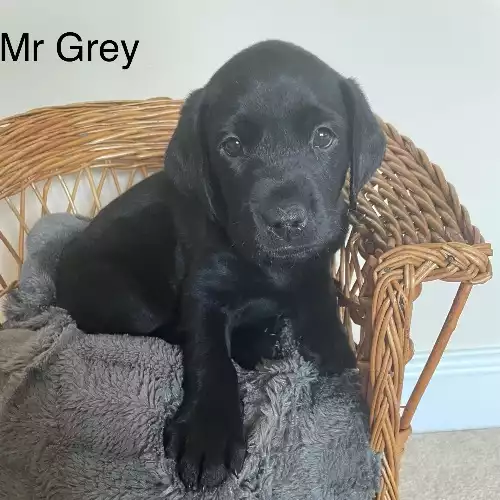 Labrador Retriever Dog For Sale in Colchester, Essex, England
