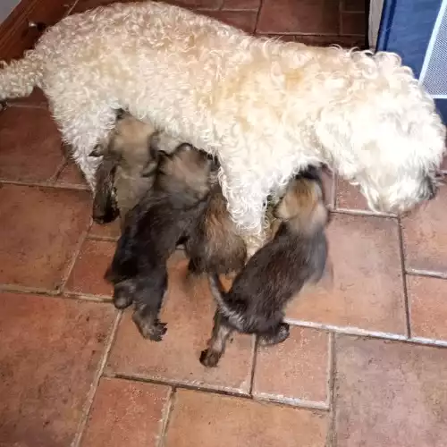 Soft Coated Wheaten Terrier Dog For Sale in Antrim, County Antrim