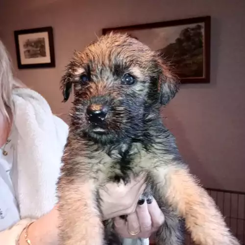 Soft Coated Wheaten Terrier Dog For Sale in Antrim, County Antrim