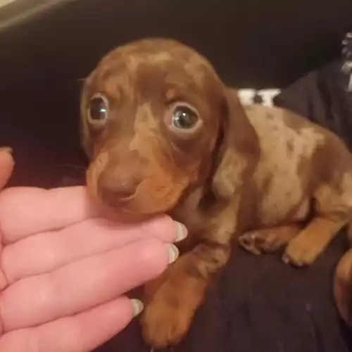 Miniature Dachshund Dog For Sale in Newbiggin-by-the-Sea, Northumberland