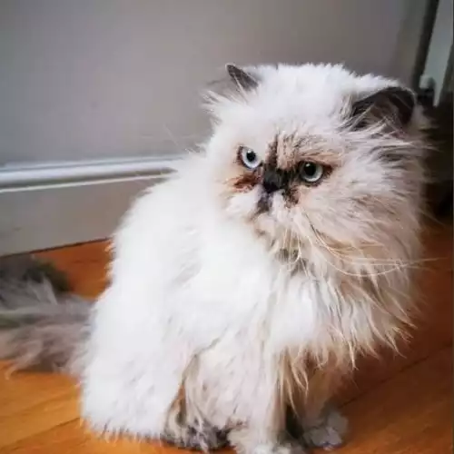 Himalayan Cat For Adoption in Tooting, Greater London, England