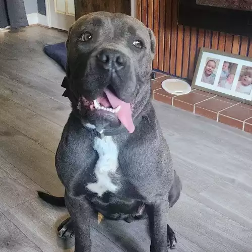 Cane Corso Dog For Adoption in Lichfield, Staffordshire, England