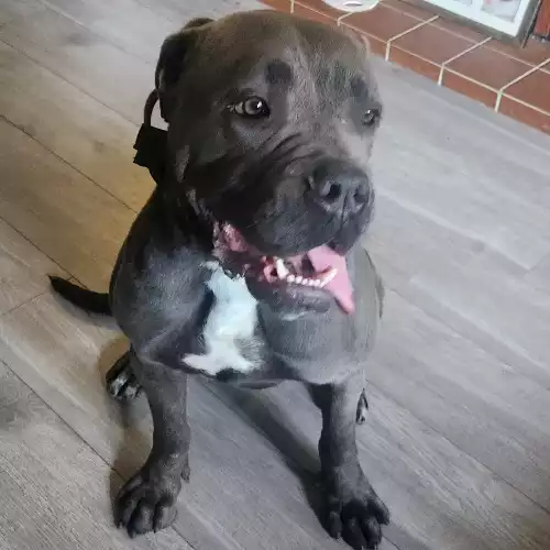 Cane Corso Dog For Adoption in Lichfield, Staffordshire, England