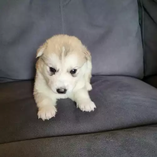 Siberian Husky Dog For Sale in Burnley, Lancashire