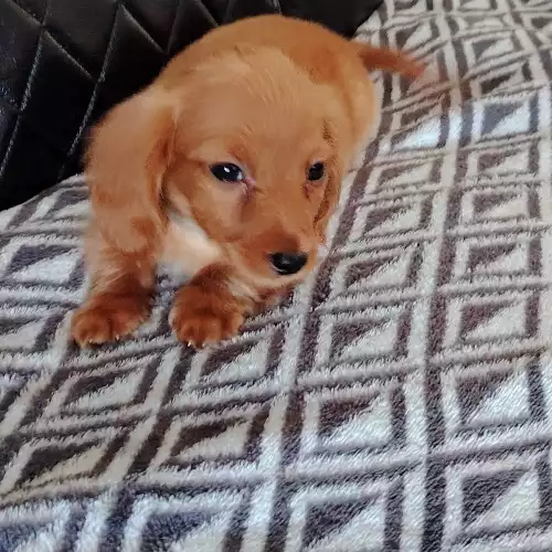 Miniature Dachshund Dog For Sale in Nantwich, Cheshire