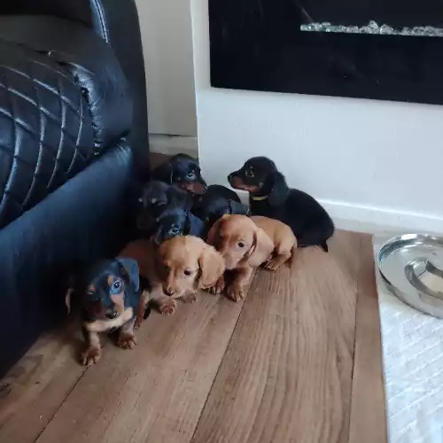 Miniature Dachshund Dog For Sale in Nantwich, Cheshire