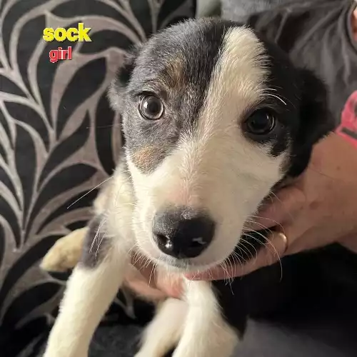 Border Collie Dog For Sale in Redcar, North Yorkshire, England