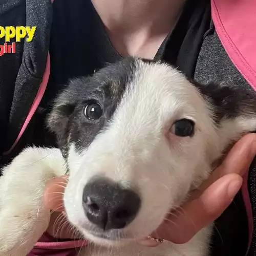 Border Collie Dog For Sale in Redcar, North Yorkshire, England