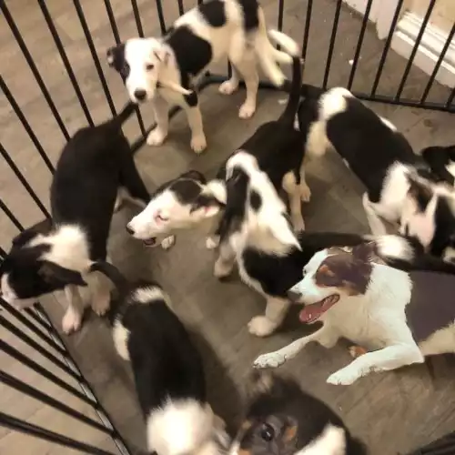 Border Collie Dog For Sale in Redcar, North Yorkshire, England