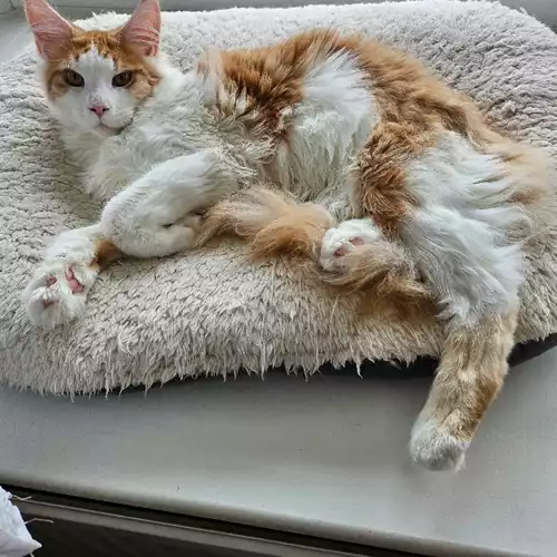 Maine Coon Cat For Sale in Mansfield, Nottinghamshire