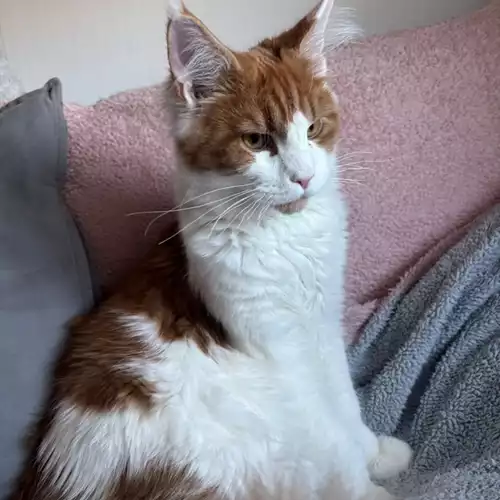 Maine Coon Cat For Sale in Mansfield, Nottinghamshire