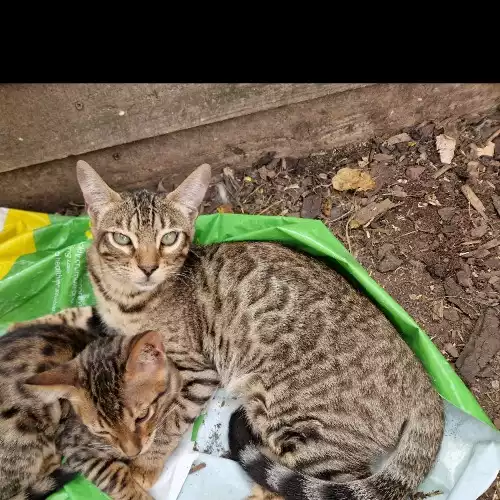 Bengal Cat For Sale in Cambridge Town, Essex, England