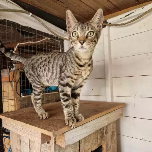 Bengal Cat For Sale in Cambridge Town, Essex, England