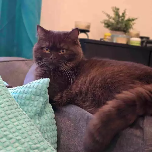 British Shorthair Cat For Stud in London