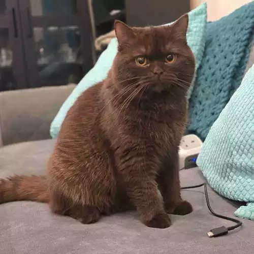 British Shorthair Cat For Stud in London