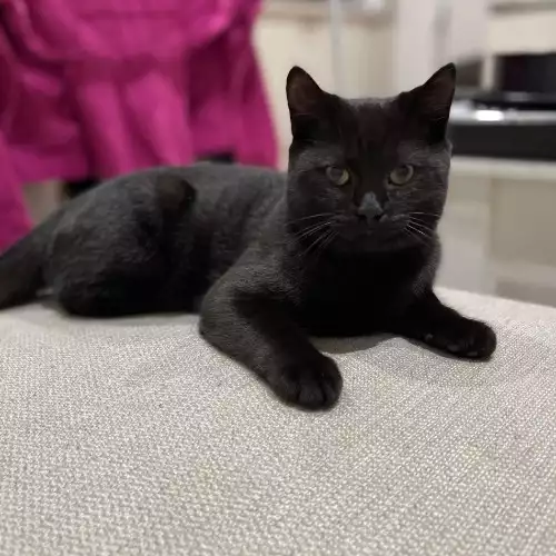 Scottish Fold Cat For Adoption in Northampton, Northamptonshire