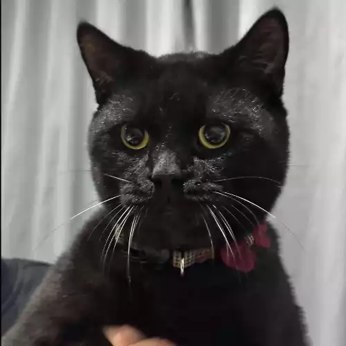 Scottish Fold Cat For Adoption in Northampton, Northamptonshire