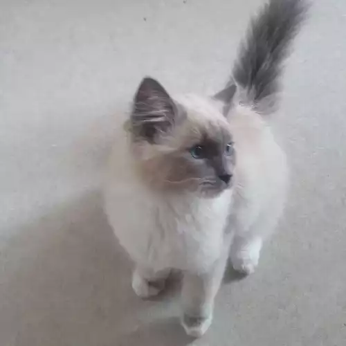 Ragdoll Cat For Sale in Coalville, Leicestershire, England
