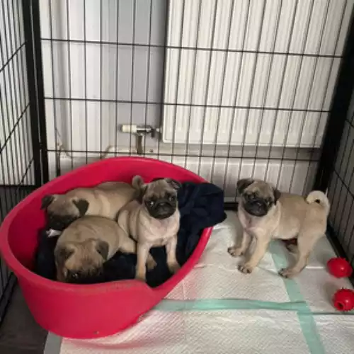 Pug Dog For Adoption in Manchester