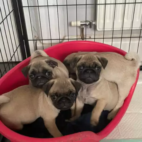 Pug Dog For Adoption in Manchester