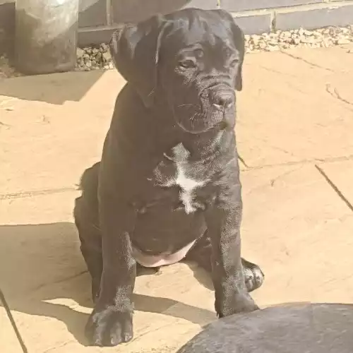 Cane Corso Dog For Sale in Coalville, Leicestershire, England