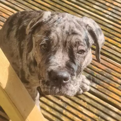 Cane Corso Dog For Sale in Coalville, Leicestershire, England