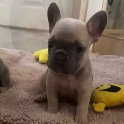 French Bulldog Dog For Sale in Manchester, Greater Manchester, England