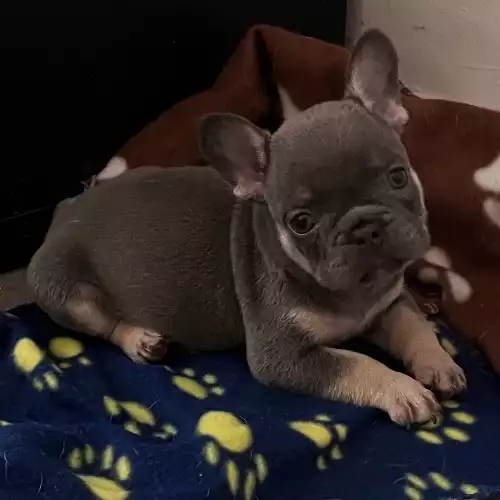 French Bulldog Dog For Sale in Manchester, Greater Manchester, England