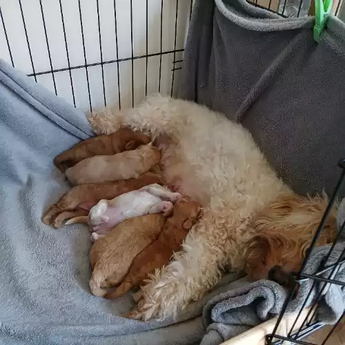 Maltipoo Dog For Sale in Peasmarsh, East Sussex, England