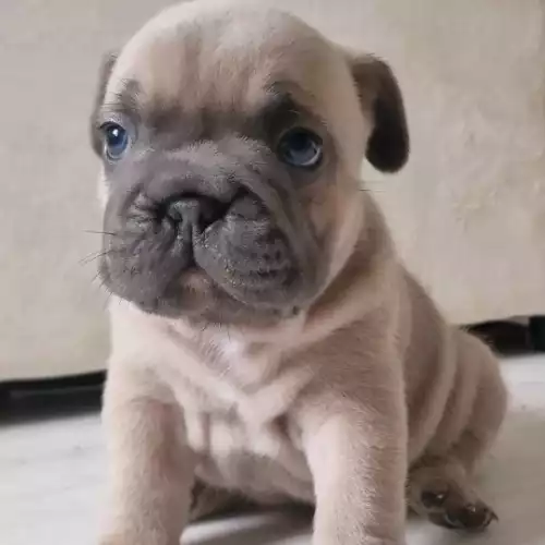 French Bulldog Dog For Sale in Bromley, Greater London