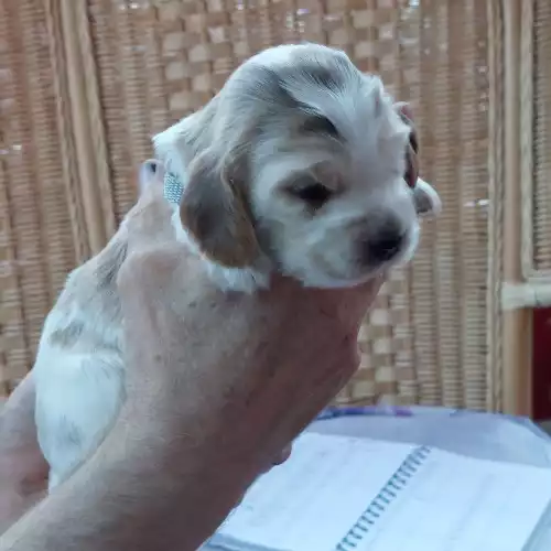 Cocker Spaniel Dog For Sale in Kesgrave, Suffolk