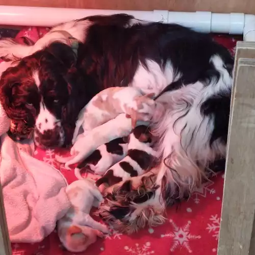 Cocker Spaniel Dog For Sale in Kesgrave, Suffolk