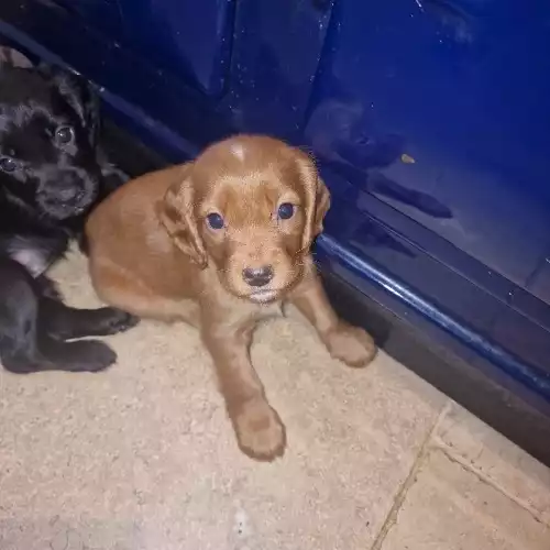 Cocker Spaniel Dog For Sale in Ipswich, Suffolk