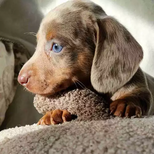 Miniature Dachshund Dog For Sale in Stanford-le-Hope, Essex