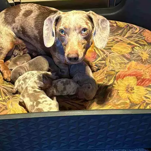 Miniature Dachshund Dog For Sale in Stanford-le-Hope, Essex