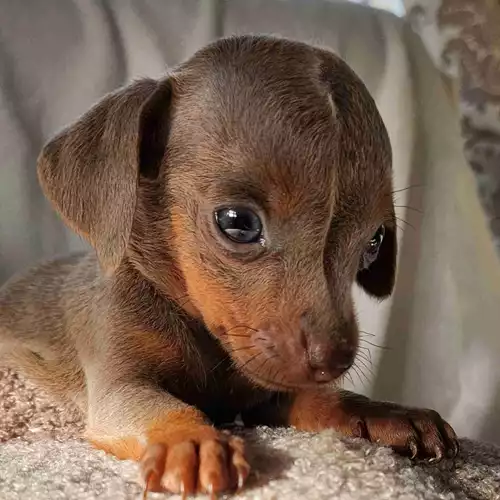 Miniature Dachshund Dog For Sale in Stanford-le-Hope, Essex