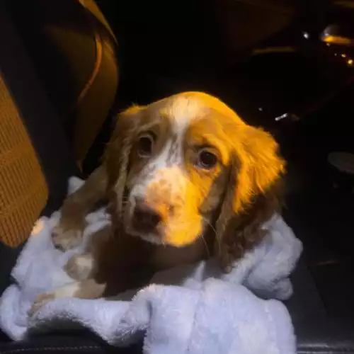 Cocker Spaniel Dog For Adoption in Lytham, Lancashire, England