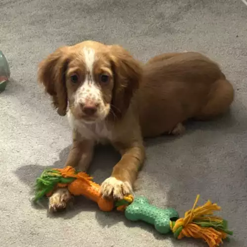 Cocker Spaniel Dog For Adoption in Lytham, Lancashire, England