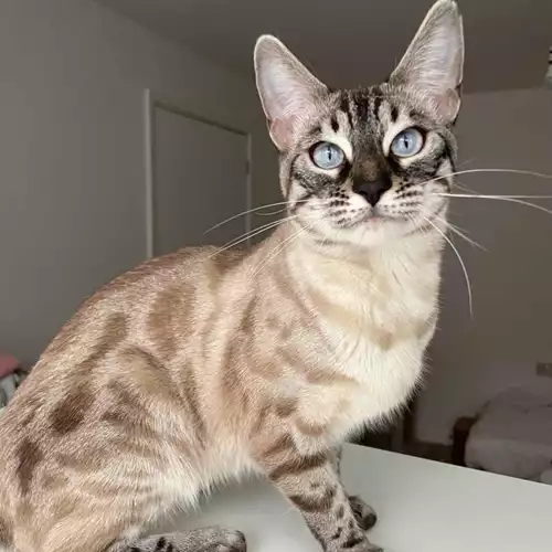 Bengal Cat For Sale in Birmingham