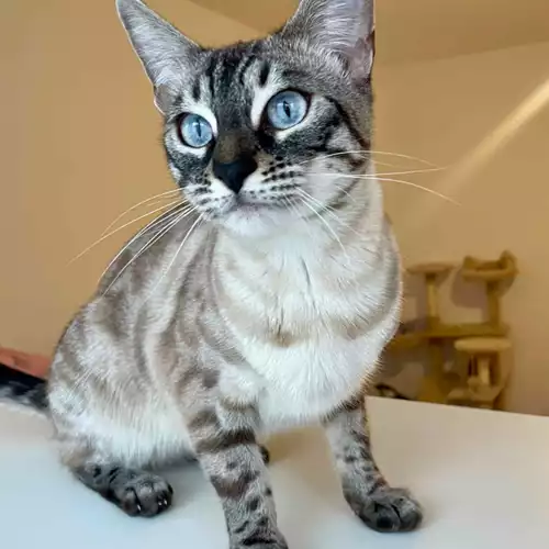 Bengal Cat For Sale in Birmingham