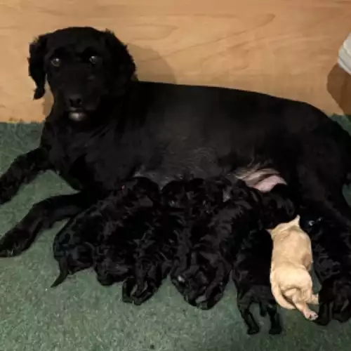 Labradoodle Dog For Sale in Melksham, Wiltshire